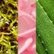 تونر ماریو بادسکو مدل witch hazel rosewater تونر ماریو بادسکو مدل witch hazel rosewater