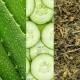 اسپری آبرسان ماریو بادسکو مدل aloe cucumber and green tea اسپری آبرسان ماریو بادسکو مدل aloe cucumber and green tea