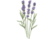 کرم دست لوکسیتان مدل Lavende کرم دست لوکسیتان مدل Lavende